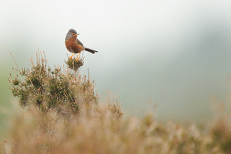 Dartford warbler in gorse
