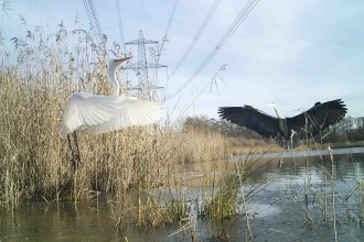 Great white egret and grey heron at Testwood Lakes nature reserve