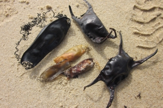 Shark and skate eggcases on the beach