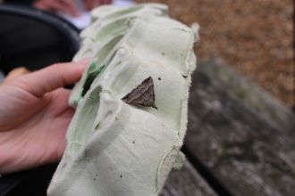 Moth trapping at Wildlife Rangers