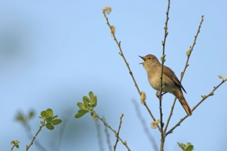 Nightingale singing