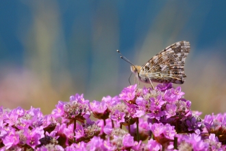 Painted Lady butterfly