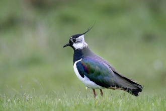 Lapwing