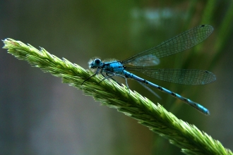 Common blue damselfly