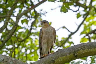 Sparrowhawk © Russ Valentine 