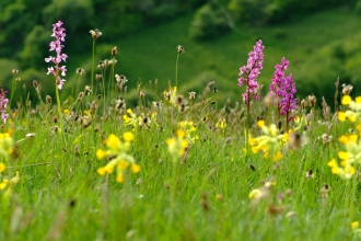 Early purple orchids and cowslips