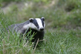 Badger in grass