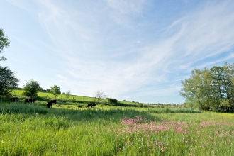 Cows grazing at Winnall Moors