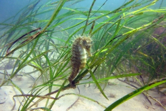 Seahorse in seagrass