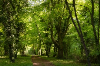 Chappetts Copse by Mark Heighes