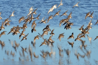 Dunlin in flight