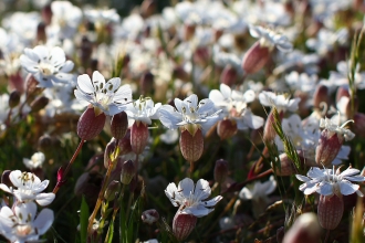 Sea campion