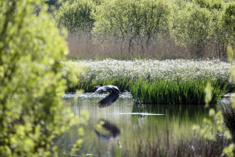 Heron at Fishlake © Roger Betteridge