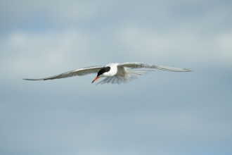 Common tern