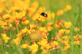 Red tailed bumblebee © Jon Hawkins SurreyHillsPhotography