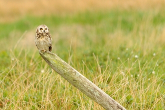 Short eared owl