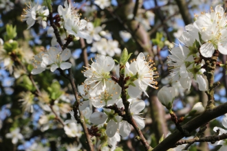 Spring blackthorn blossom 