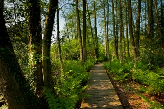 Boardwalk at Testwood Lakes nature reserve