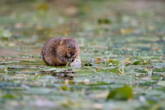 Water vole feeding