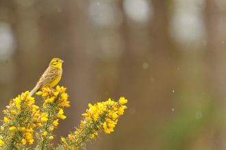 Yellowhammer on gorse