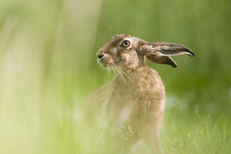 European hare feeding in a field