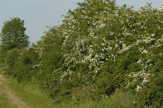 Hawthorn hedge © Chris Gomersall/2020VISION