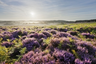 New Forest © Guy Edwardes/2020VISION