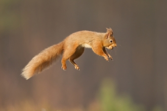 Red squirrel © Peter Cairns/2020VISION