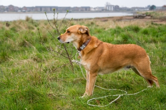 Dog at Milton Locks