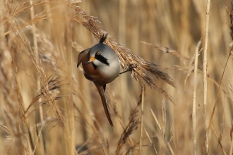 Bearded tit at Farlington Marshes