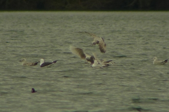 Iceland gull at Blashford Lakes nature reserve