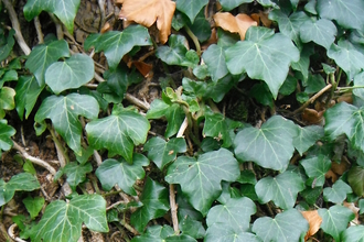 Ivy on a tree