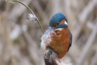 Kingfisher collecting reedmace seeds 