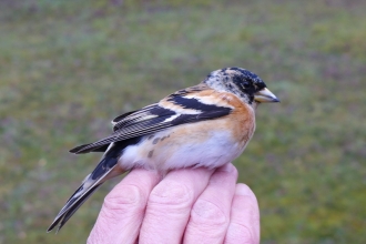 Male brambling in the hand at Blashford Lakes 