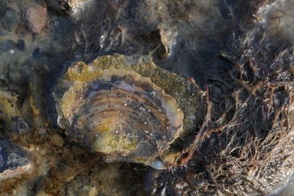 Native oyster