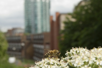 Urban bee © Paul Hobson