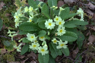 Primrose at Blashford Lakes nature reserve