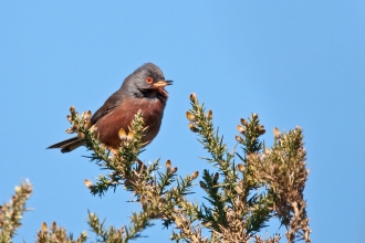 Dartford Warbler on gorse