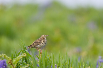 Meadow pipit © David Kilbey