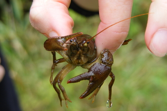 White-clawed Crayfish © Ben Rushbrook
