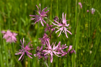 Ragged-robin © David Kilbey