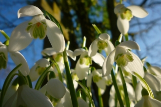 Snowdrop in spring