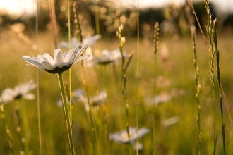 Oxeye daisies