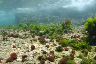 Beadlet anemones