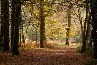 Pamber Forest © Mark Emery