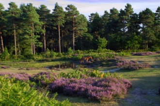 New Forest landscape