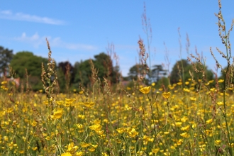 Hoe Road Meadow © Lianne de Mello