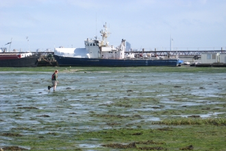 Surveying for seagrass on the Solent coast