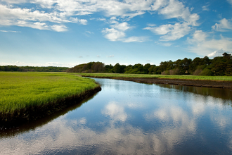 Lymington reed beds