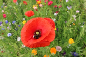 Urban wildflower meadow in Portsmouth